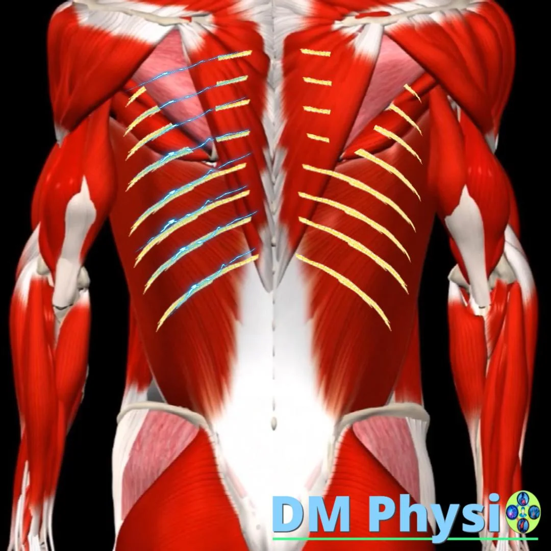 Анатомия на нервите в гръбначния стълб